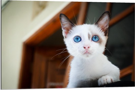 Dibond - Witte Kitten met Blauwe Ogen - 90x60cm Foto op Aluminium (Met Ophangsysteem)