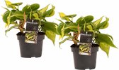 FloriaFor - Duo Philodendron Brazil - - ↨ 15cm - ⌀ 12cm