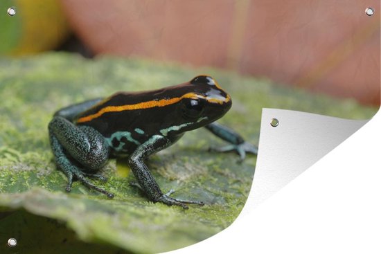 Zwarte Kikker In De Tuin