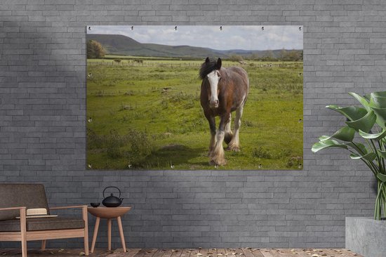 Cheval Clydesdale dans le jardin de pâturage affiche toile lâche