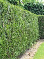 Levensboom Thuja plicata Martin 120-140 cm, 15x Haagplant