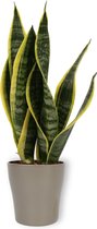 Kamerplant Sansevieria - Vrouwentong - ± 40cm hoog - In zilverkleurige pot