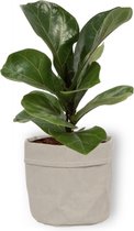 Kamerplant Ficus Bambino – Vioolplant - ± 30cm hoog – 12 cm diameter - in grijze sierzak