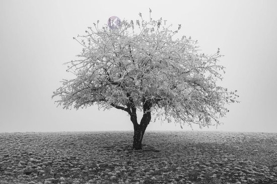 op acrylglas - Eenzame boom in het zwart wit |