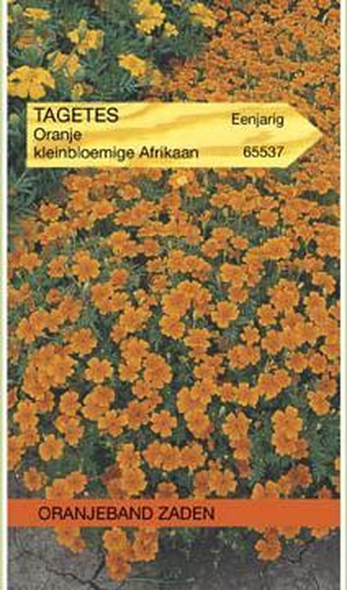 Tagetes, Afrikaan Pumila kleinbloemig, oranje
