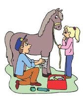 Horse Illustration School Composition Book Equine Horse Vet