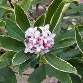 Daphne Odora - Peperboompje - 20-25 cm in pot: Struik met heerlijk geurende bloemen in het vroege voorjaar.