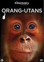 Discovery Channel : Orang-utans