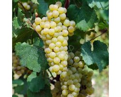 Vitis 'Champion' - Druif - 50-60 cm in pot: Productieve druivenplant met sappige vruchten, perfect voor thuis tuinieren.