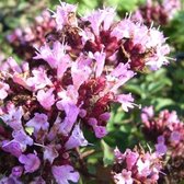 6 x Origanum Laevigatum 'Rosenkuppel' - Marjolein pot 9x9cm - Rozekleurige bloemen