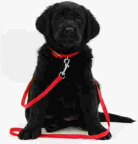 nood kalligrafie vegetarisch Labrador Pup met rode halsband Muismat | bol.com
