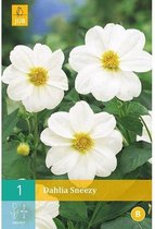 X 1 DAHLIA SNEEZY I