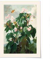 Art print ‘Temple of Flora - Begonia Ritida Obliqua’ 50x70 cm.