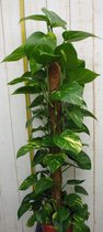 Kamerplant Epipremnum 100 cm