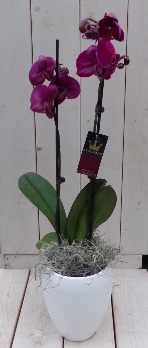 Vlinderorchidee donkerroze in hoge witte pot 60 cm