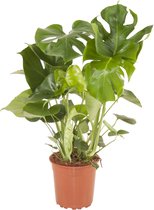 Monstera 'Deliciosa' - Gatenplant - Kamerplant - ↑ 75-85cm - Ø 21cm