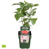 2x Rubus 'Twotimer Sugana Red' - Rode Framboosstruik - Biologisch - Set van 2 - ↑ Red 30-60cm - Ø 12cm