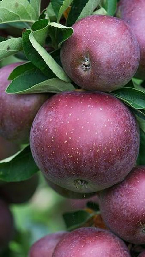 Appelboom - Malus domestica Api Noir | Laagstam | bol