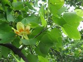 Amerikaanse tulpenboom | Liriodendron tulpifera | Stamomtrek: 8-10 cm