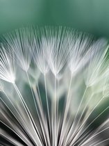 Dandelion Flower Nature Photo Wallcovering