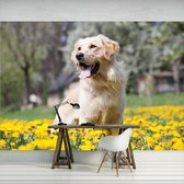 Fotobehang Vlies | Hond | Geel, Groen | 368x254cm (bxh)
