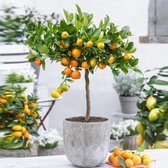 Citrus Mitis Calamondin - Calamondinboom - ↑ 25-30cm - Ø 12cm