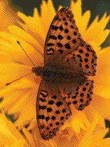 MyHobby Borduurpakket – Bruine vlinder op oranje bloem 30×40 cm - Aida stof 5,5 kruisjes/cm (14 count)