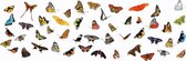MyHobby Borduurpakket – Vlinder collectie 90×30 cm - Aida stof 5,5 kruisjes/cm (14 count)