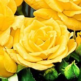 Rosa Floribunda 'Arthur Bel'l - Trosroos geel - ↑ 20-42cm - Ø 22cm