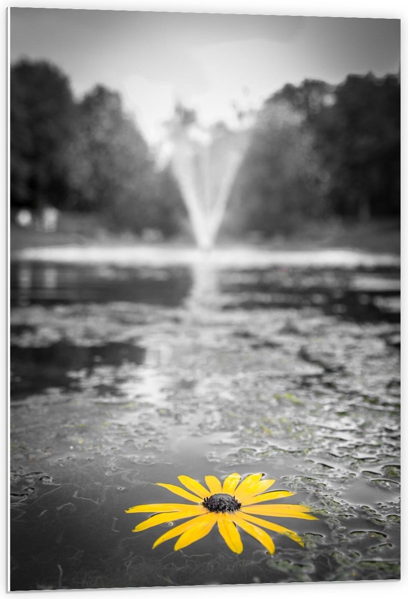 KuijsFotoprint - Schilderij - Gele Bloem In Het Water Bij Fontein - Zwart, Wit En Geel - 9