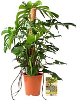 Pokon Powerplanten Monstera 120 cm ↕ - Kamerplanten - Planten voor Binnen - Gatenplant - met Plantenvoeding / Vochtmeter