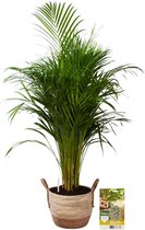 Pokon Powerplanten Areca Palm 110 cm ↕ - Kamerplanten - in Pot (Zeegras Mand) - Goudpalm - met Plantenvoeding / Vochtmeter