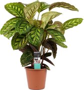 Hellogreen Kamerplant - Calathea Flamestar - 70 cm