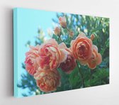 Spring roses blossom  - Modern Art Canvas - Horizontal -1373865593 - 50*40 Horizontal