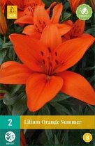 X 2 LILIUM ORANGE SUMMER 14/16