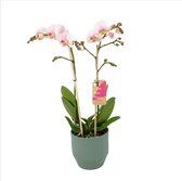 Orchidee van Botanicly – Vlinder orchidee in groen keramiek pot 'Eline' als set – Hoogte: 50 cm, 2 takken, witte bloemen – Phalaenopsis Amaglad Soft