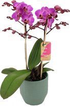 Orchidee van Botanicly – Vlinder orchidee in groen keramiek pot 'Eline' als set – Hoogte: 50 cm, 2 takken – Phalaenopsis Multiflora Perceval