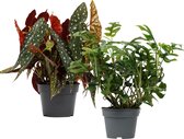 Kamerplanten van Botanicly – 2 × Begonia Maculata, Philodendron Trophy – Hoogte: 45 cm