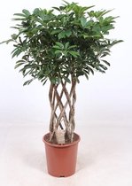 Kamerplant van Botanicly – Vingerboom – Hoogte: 120 cm – Schefflera arb. Compacta