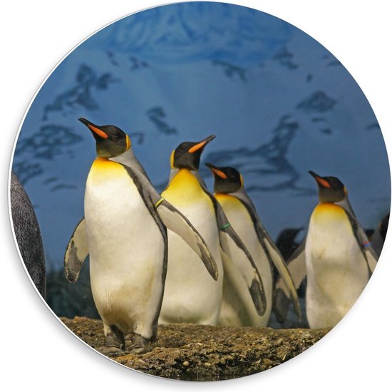 Forex Wandcirkel - Pinguïns  - 50x50cm Foto op Wandcirkel (met ophangsysteem)