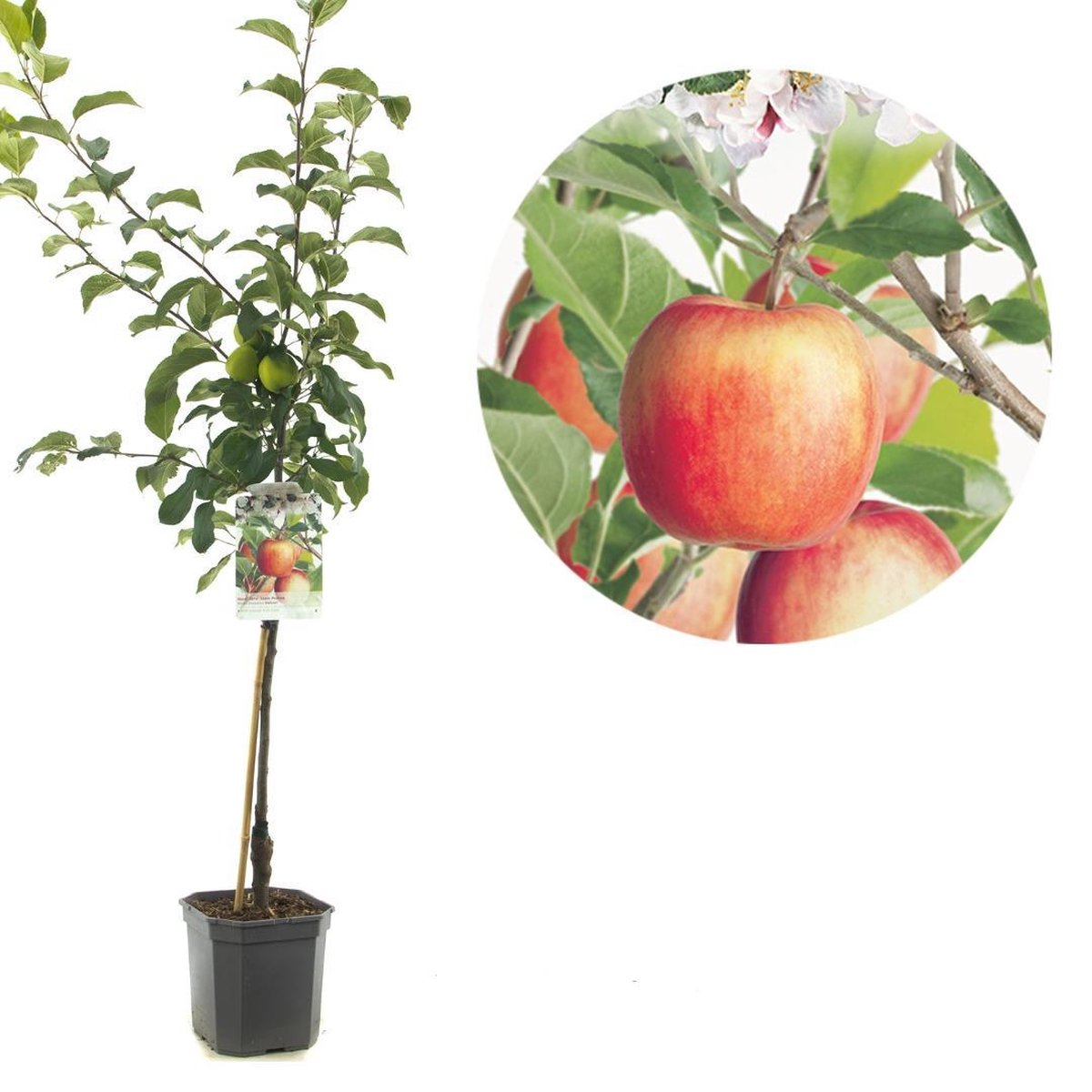 Malus domestica Delcorf | oranjerode handappel | laagstam