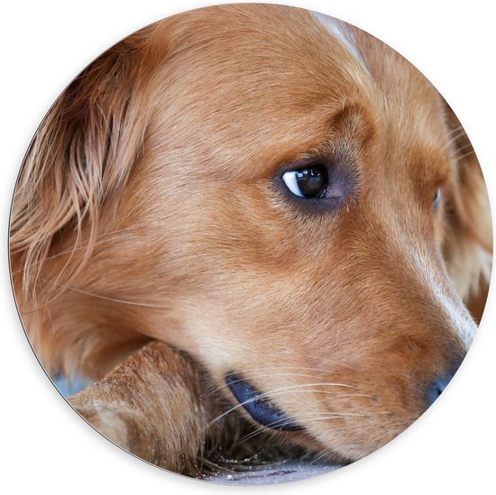 Dibond Wandcirkel - Bruine Liggende Hond die opzij Kijkt  - 100x100cm Foto op Aluminium Wandcirkel (met ophangsysteem)
