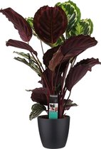 Kamerplant van Botanicly – Marantaceae incl. sierpot zwart als set – Hoogte: 70 cm – Calathea Medaillon