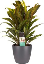 Kamerplant van Botanicly – Cordyline Fruticosa Kiwi incl. sierpot antraciet als set – Hoogte: 60 cm