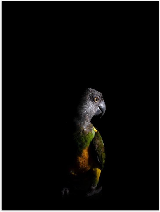 Poster – Gekleurde Vogel met Schaduw - 30x40cm Foto op Posterpapier