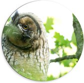 Dibond Wandcirkel - Uil in de Boom - 60x60cm Foto op Aluminium Wandcirkel (met ophangsysteem)