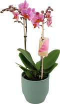 Orchidee van Botanicly – Vlinder orchidee in groen keramiek pot 'Eline' als set – Hoogte: 50 cm, 2 takken – Phalaenopsis Multiflora Santa Rosa