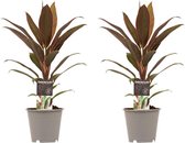 Kamerplanten van Botanicly – 2 × Cordyline Fruticosa Rumba – Hoogte: 40 cm