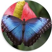 Forex Wandcirkel - Zwarte Vlinder op Bloem - 60x60cm Foto op Wandcirkel (met ophangsysteem)