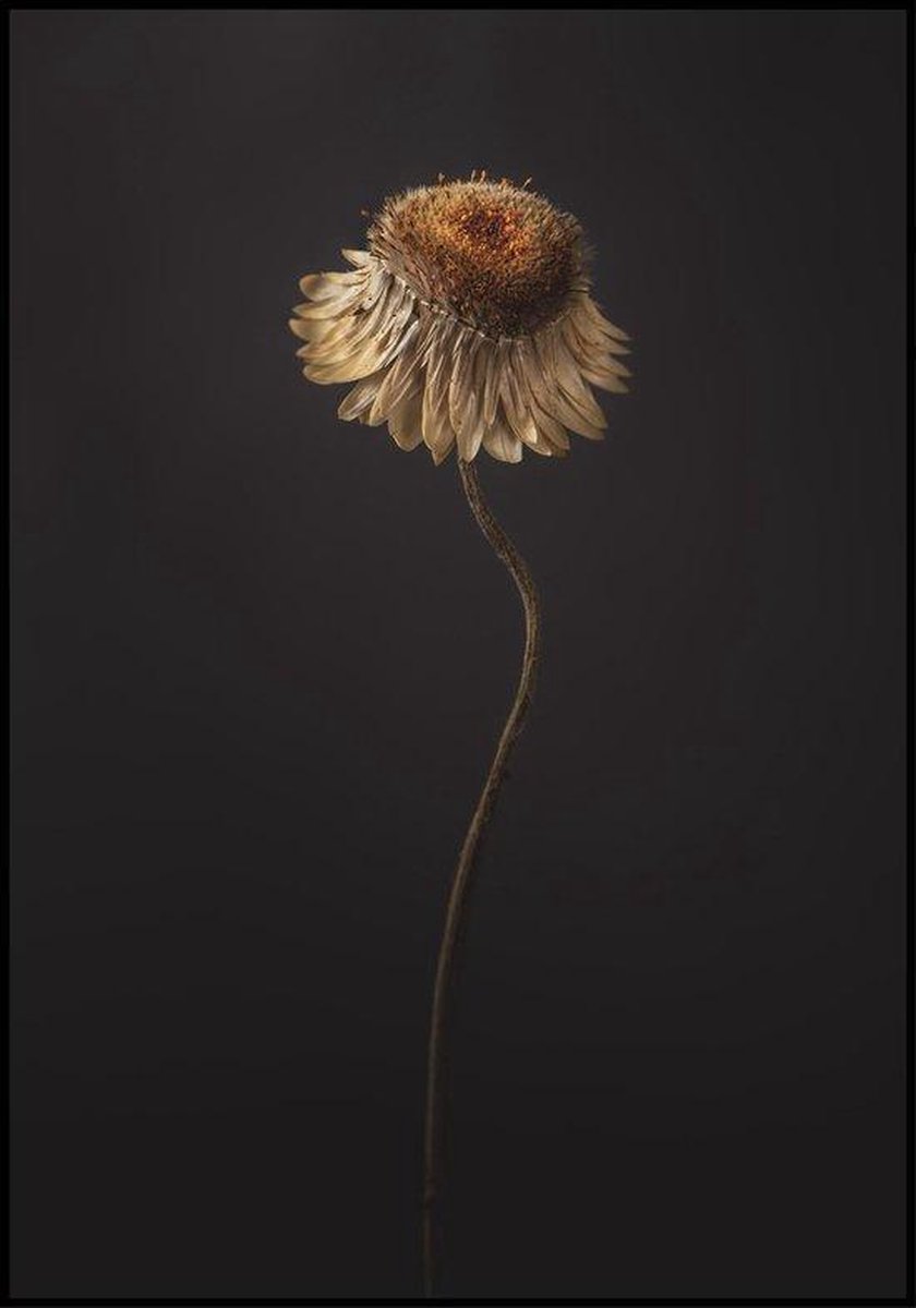 Poster Dode bloem op zwarte achtergrond
